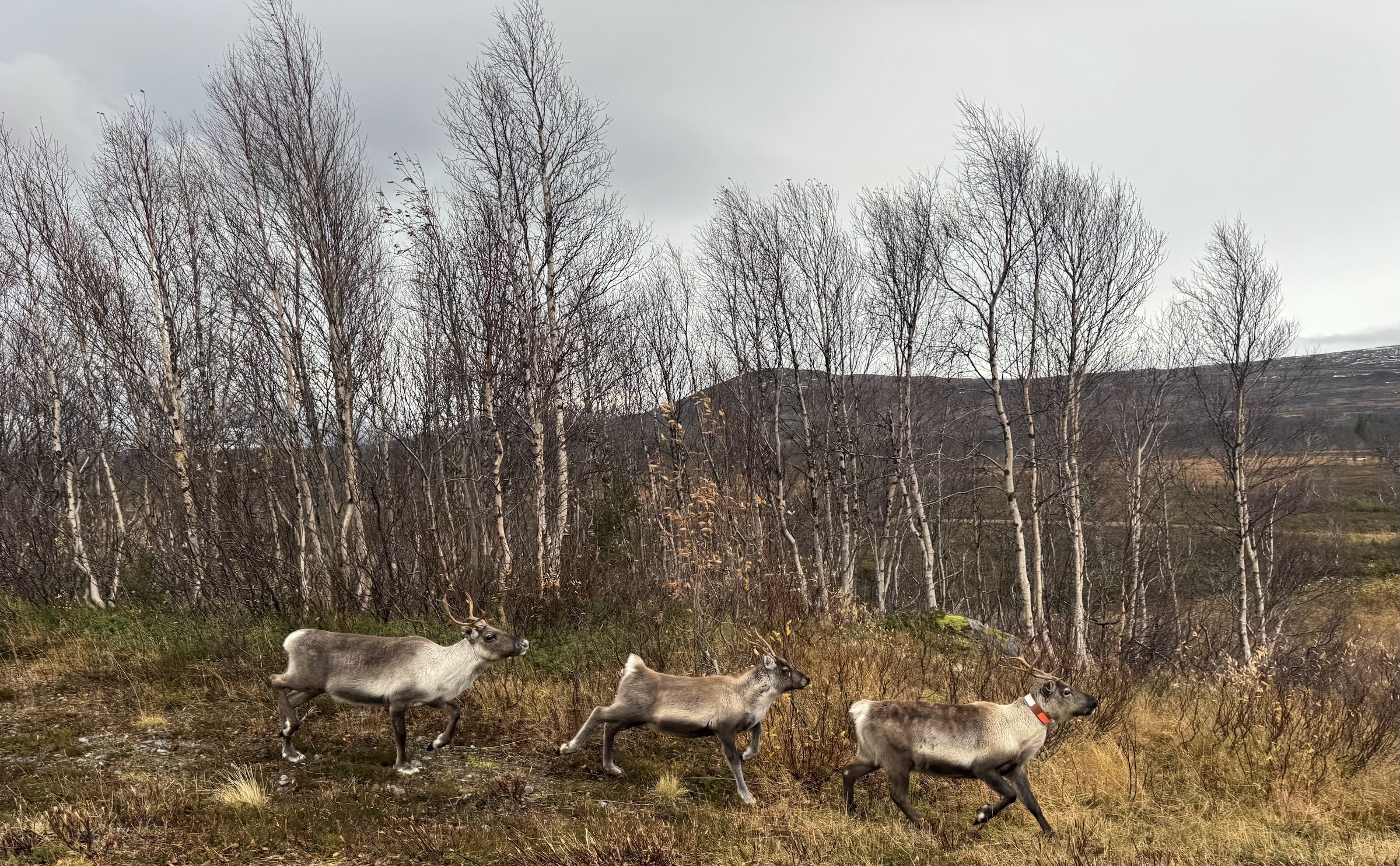 Storulvåns gamla fjällstation